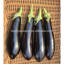 E21 GL316 f1 hybrid black-purple eggplant seeds with green sepal